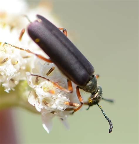 blister beetle ohio|More.